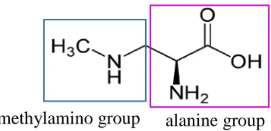 圖 4- 2. Molecular structure and functional groups of BMAA 