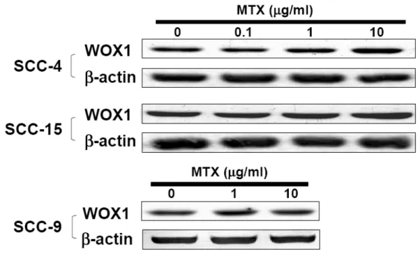 Figure 6.  MTX treatment upregulates WOX1 protein levels in SCC-4 and SCC-15, but  not SCC-9 cells