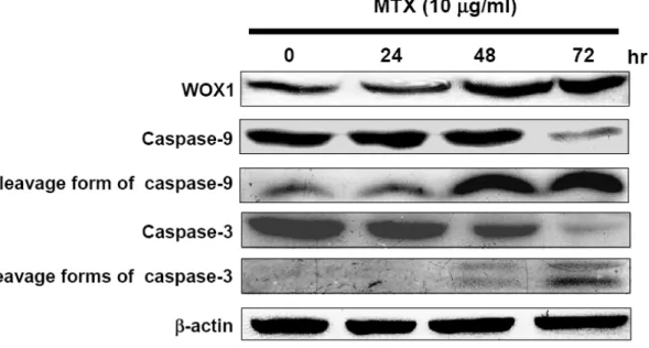 Figure  7.    MTX  treatment  induces  WOX1  protein  upregulation  accompanied  by  caspase-9  and  -3  activation  in  SCC-15  cells