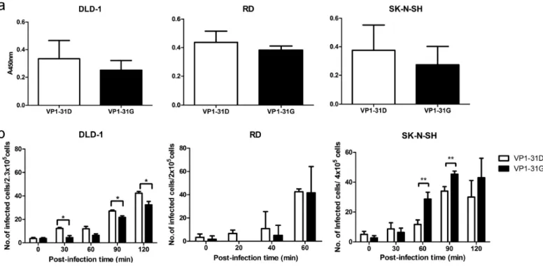 Fig 6.  Effects of VP1-31 substitution on virus binding and RNA release. 
