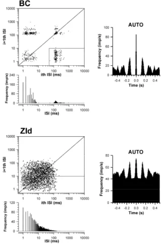 Fig. 3. Representative example of ZId and BC activities during  high-voltage rhythmic spike (HVRS) discharges