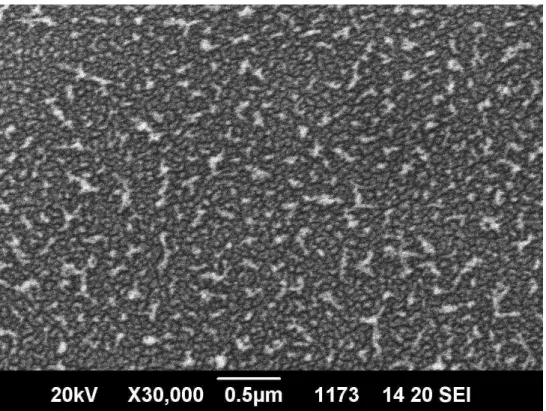 圖 3-2-8、脈衝頻率 10 Hz，脈衝次數 100 次之 SEM 圖 