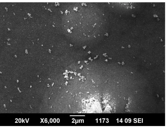 圖 3-2-11、脈衝頻率 10Hz，脈衝次數 200 次圓錐體凸起物之 SEM 圖 