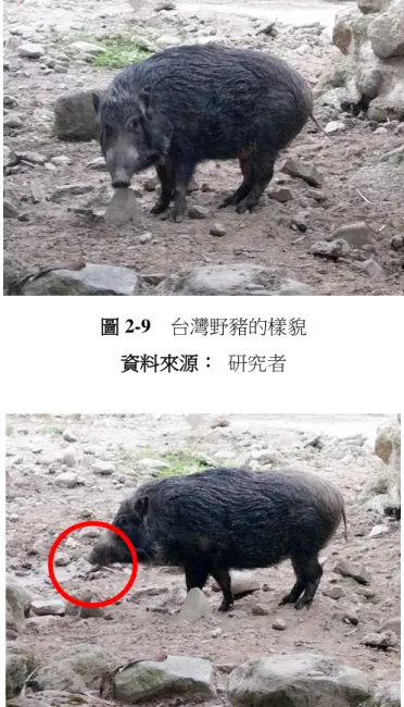 圖 2-10  台灣野豬圓盤狀的鼻子  資料來源：  研究者 