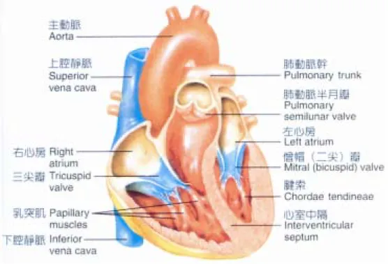 圖 2-1-2  心臟瓣膜、乳突積及腱索之構造圖 