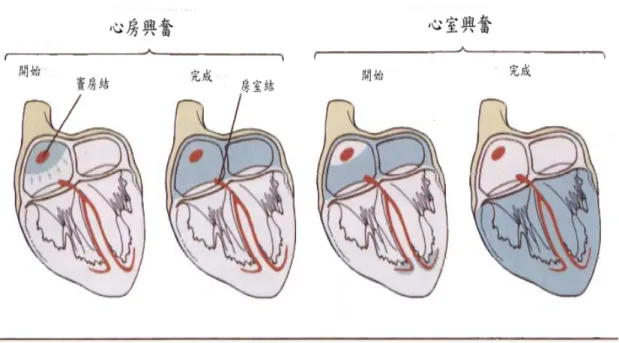 圖 2-1-5  心肌興奮的順序   