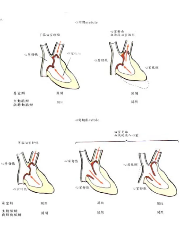 圖 2-1-7  心跳週期的分期 