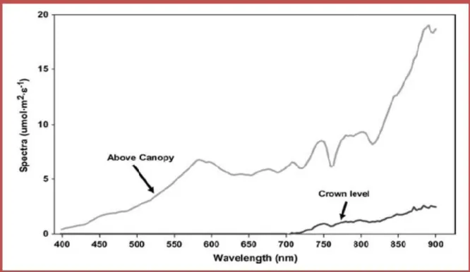 圖 2.4.1  草莓葉片上及下之光譜分佈比較圖(Takeda et al.,2008) 