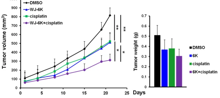 Figure 4. WJ-6K shows a synergistic anti-tumor growth effect when combined with cisplatin in vivo