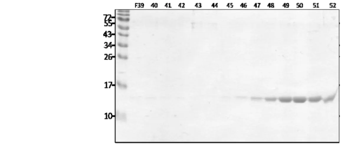 Fig. 3. Analysis of fractions from gel filtration by SDS-PAGE. 
