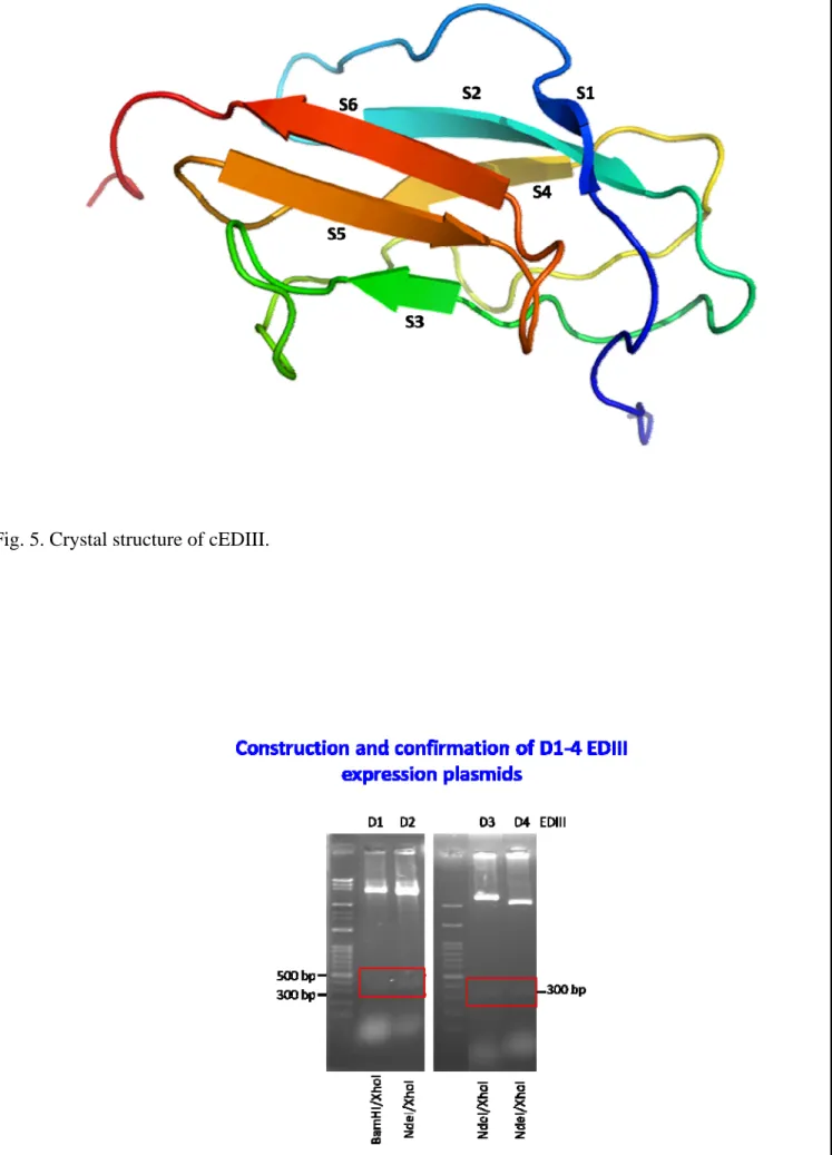 Fig. 5. Crystal structure of cEDIII. 