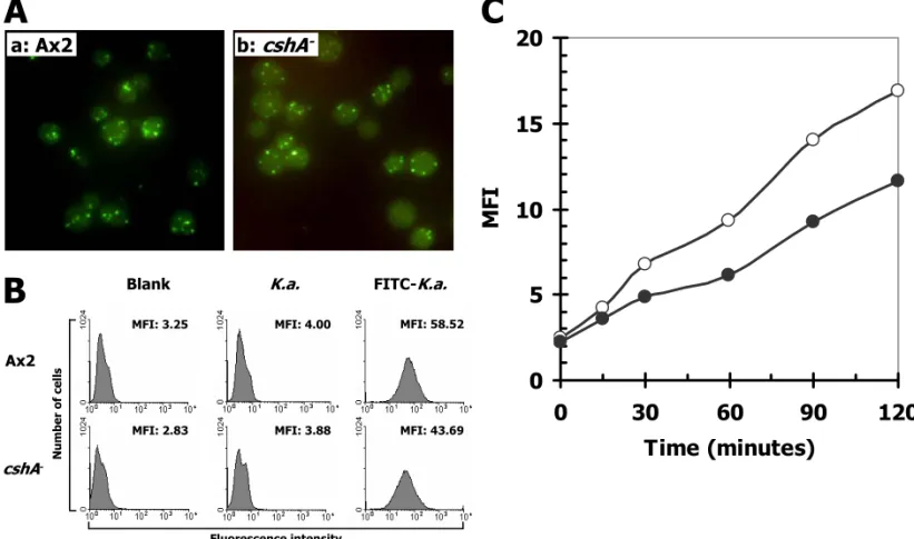 Figure 6 A a: Ax2 b: cshA  -MFI: 2.83MFI: 3.25 Number of cellsAx2 Blank MFI: 3.88 MFI: 43.69 cshA 