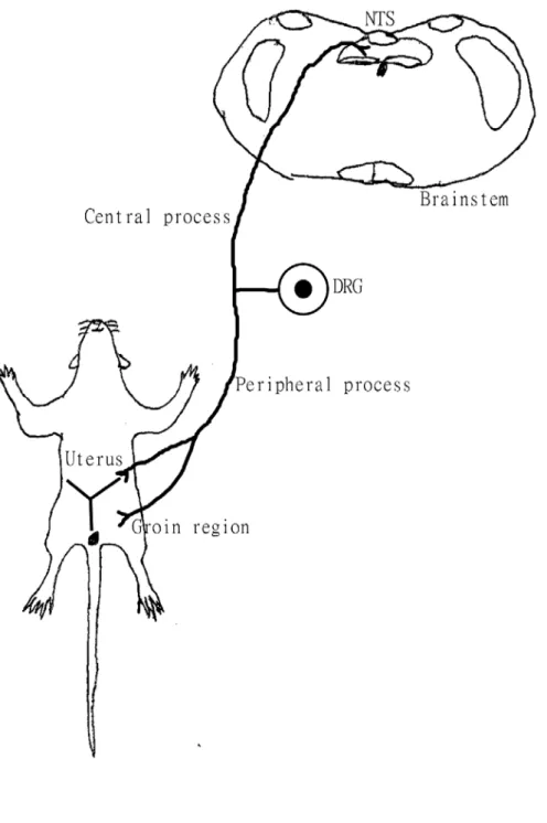 Diagram showing the peripheral process of dichotomizing DRG neurons receive afferents  from both the uterus and groin