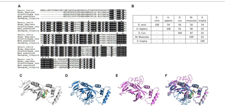 FIGURE 2 | Structural and phylogenic comparison of zebrafish Pnpo with enzymes from four different sources