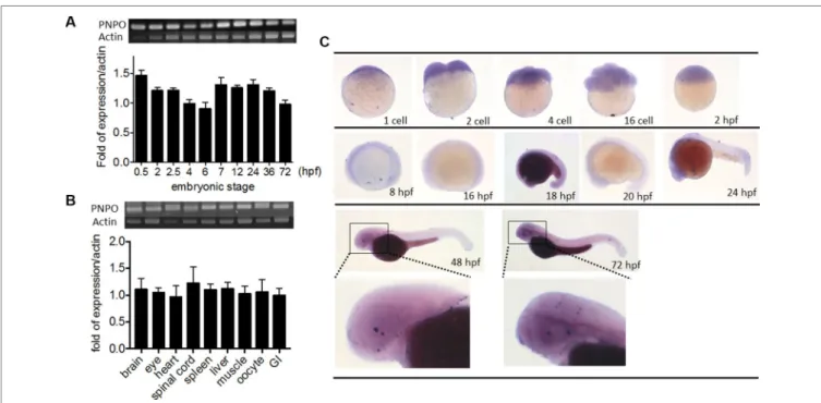 FIGURE 3 | Spatial and temporal distribution of zebrafish pnpo. The expression profiles of pnpo in zebrafish at different developmental stages and tissues in  adult fish were examined by RT-PCR and WISH