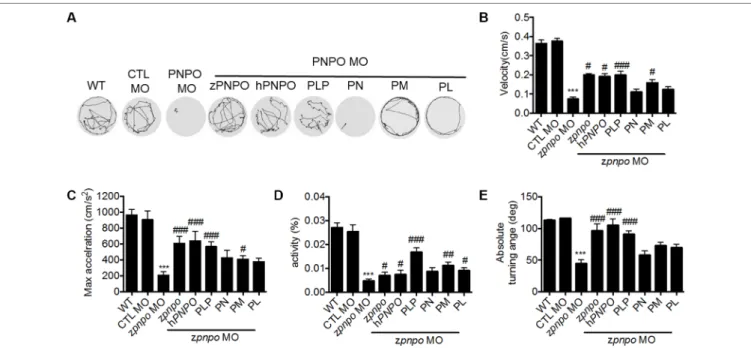 FIGURE 8 | The locomotor activity of zPnpo morphants at 4 dpf. Zebrafish larvae with the indicated treatment were placed individually in each well on a 48-well plate  and rested in the tested chamber for 5 min before recording