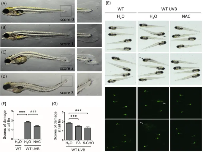 Fig. 2. The impact of folate supplementation on the UVB-in ﬂicted damages in heat-shocked wild-type larvae