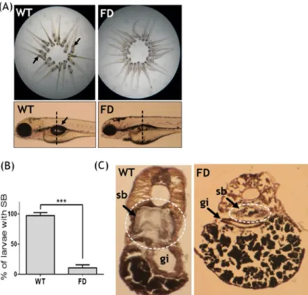 Figure 1.  Defective swim bladder formation in FD larvae. Embryos of the zebrafish transgenic line  Tg(hsp:EGFP-GGH) were heat-shocked at 9- and 24-hpf to induce folate deficiency and observed for swim  bladder development at 5 dpf