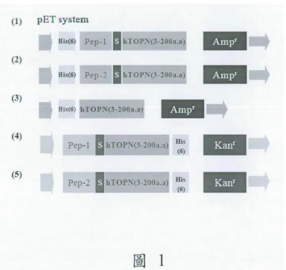 圖 9 為 Pep－1－TP 結合質體經 37℃處理 24 小時後之測試結果圖；(a)1 小時；(b)24 小 時；C 為 pCMV－Mx－EGFP－N1；PC 為未經處理的 Pep－1－TP 與 pCMV－Mx－EGFP－