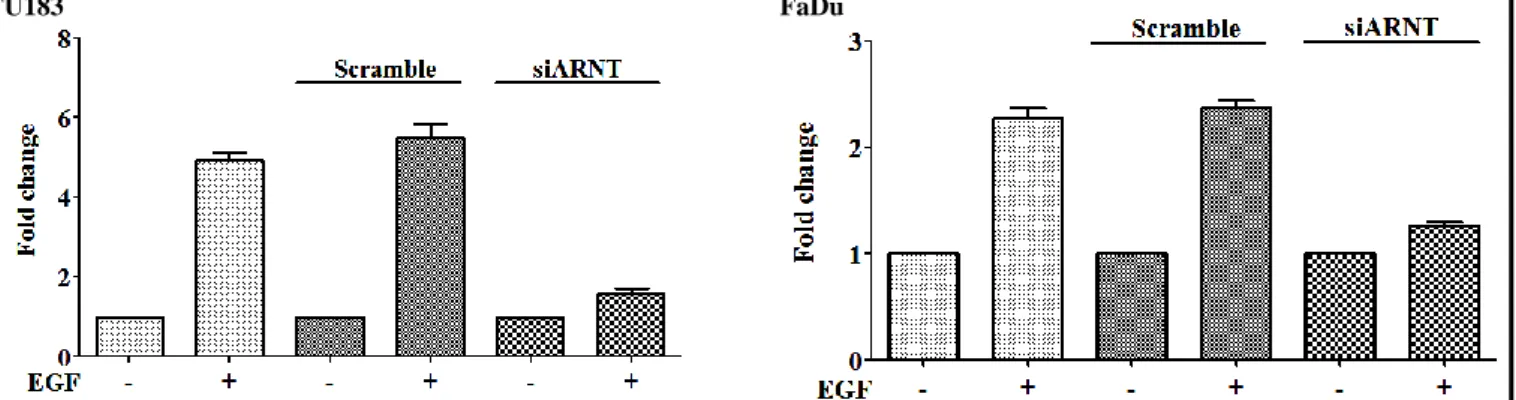 Figure  2:  EGF  promotes  PDK1  promoter  activity  via  activation  of  ARNT.  Cells  were  transfected  with  20  nM  ARNT  siRNA  oligonucleotides  and  0.5μg  of  pPDK1  promoter  construct  by  lipofection  and  then  treated  with  50  ng/ml  EGF  f
