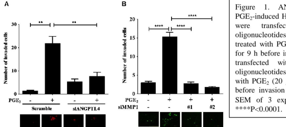 Figure  1.  ANGPTL4  and  MMP1  regulates  PGE 2 -induced HNSCC cell invasion. A) FaDu cells  were  transfected  with  ANGPTL4  siRNA  oligonucleotides  (siANGPTL4)  for  24  h,  then  treated  with  PGE 2   (20  μM)  in  serum-free  medium  for  9  h  bef