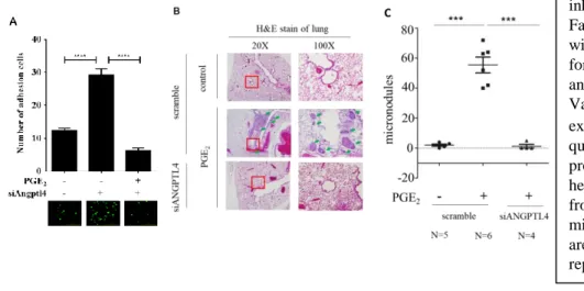 Figure 3. EGF-primed HNSCC metastasis is  inhibited  in  PDK1  knockdown  cells.  A)  FaDu and siANGPTL4 cells were pretreated  with  PGE 2   (20  μM)  in  serum-free  medium  for  9  h