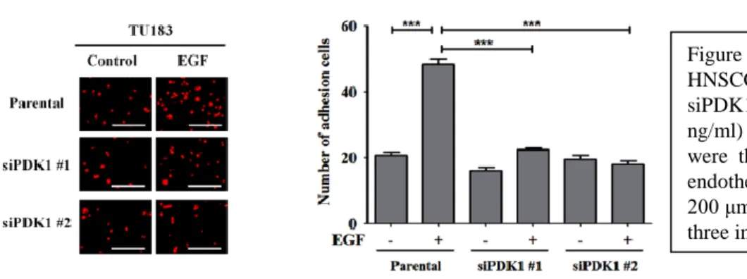 Figure 4. EGF-primed HNSCC metastasis is inhibited in PDK1 knockdown cells. (A) FaDu and siPDK1 cells were pre-treated  with EGF (50 ng/ml) in serum-free medium for 3 h