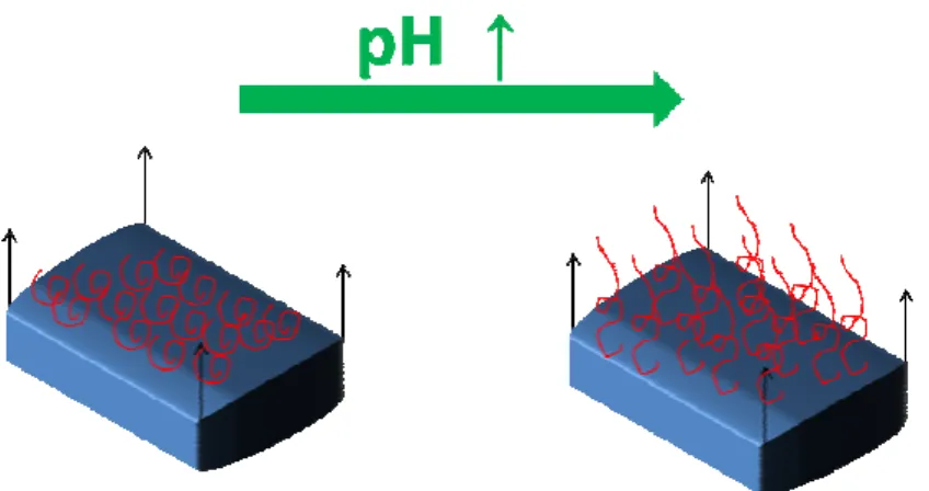 Figure 4 the illustration of the polyelectrolyte stretching with pH increasing. 