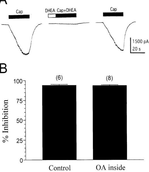 Fig. 3. DHEA inhibition of the capsaicin response is not mediated by activation of  PP1/2A