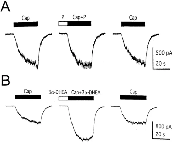 Fig. 5. Effects of progesterone and 3α-DHEA on the capsaicin response.  (A)  Application of 100 µM progesterone (P) has no significant effect on the 100 nM  capsaicin-induced current