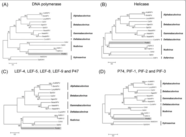 Figure 2 Phylogenetic analysis of selected DNA viruses and PmNV. Multiple alignments of (A) DNA polymerase, (B) Helicase, (C) LEF-4, LEF-5, LEF-8, LEF-9 and P47 (D) P74, PIF-1, PIF-2 and PIF-3 protein sequences were performed using BioEdit
