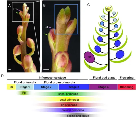 Figure 4. Inflorescence and flower development in Phalaenopsis. Photograph of P. 
