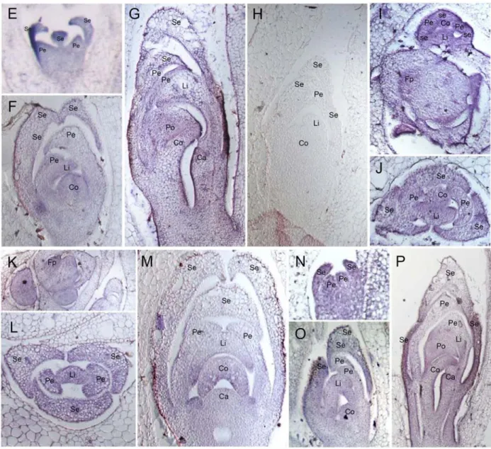Figure 5. RNA in situ hybridization analysis of PeMADS2~5 transcripts in inflorescence  stage of Phalaenopsis