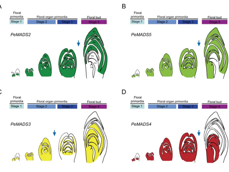 Figure 6. Dualistic expressions of MADS-box genes for both floral organ identity and  growth in orchids