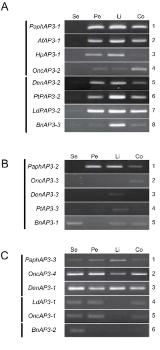 Figure 7. Expression patterns of AP3- and PI-like genes in orchids. Semi-quantitative  RT-PCR was performed for the analysis of expression levels of the B-class homologs of  AP3A1 (A), AP3A2 (B), AP3B1/2 (C), PI (D), in various floral organs, Actin (E) ser