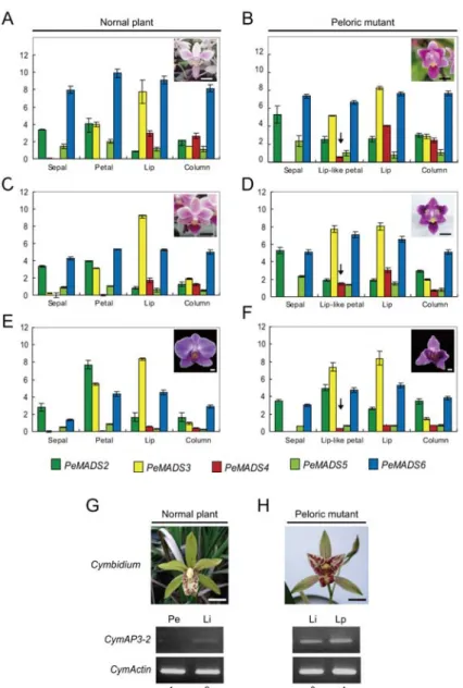 Figure 8. Ectopic expression of AP3A2 orthologs in prloric flowers of Phalaenopsis and  Cymbidium