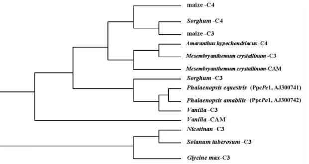 Fig. 2 Putative phylogenetic r elationship of the two Phalaenopsis PEPC genes