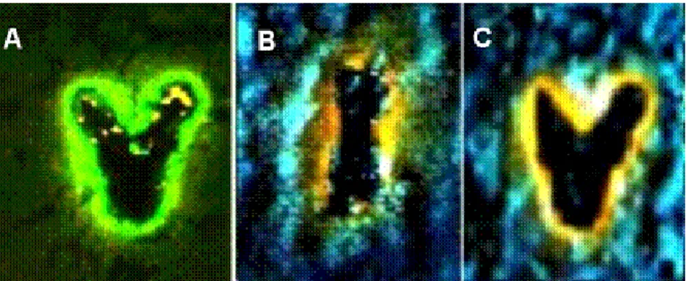 Fig. 3. Femtosecond-assisted laser microprocessing induced microlithography in bovine cornea