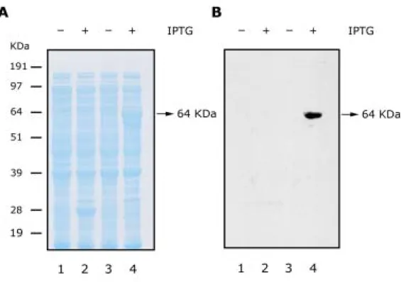 圖 A 以 IPTG (Isopropylthio-β-galactoside)誘導 SsMAPKA-GST 融合 蛋白於 E. Coli BL21（DE3）品系中大量表現，將總體蛋白質樣本於 10% 