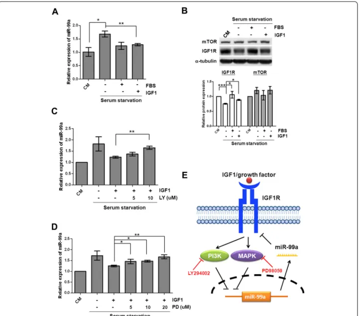Figure 6 Negative regulation of miR-99a expression by the IGF1R signaling pathway. (A) Downregulation of miR-99a in response to IGF1 treatment