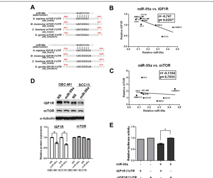 Figure 4 MiR-99a targeted IGF1R in OSCC cells. (A) Comparison of nucleotides in the miR-99a seed sequence and the targets, mTOR (upper panel) and IGF1R (lower panel), within the 3 ′UTR among species