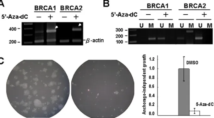 Fig. 1 (A) Effects of 5’-Aza-dC treatment on mRNA expression and (B) demethylation of BRCA1 and  BRCA2 in CL1-5-F4 NSCLC cells