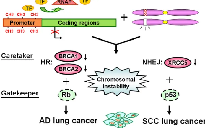 Fig. 2. Possible defects of the DSB repair pathway involved in lung tumorigenesis.  Low mRNA/protein  expressions of the BRCA1, BRCA2, and XRCC5 may result from mainly promoter hypermethylation and  partly from LOH