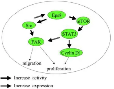 Figure 1.  Model of Eps8, Src, and FAK in the progression of colon cancer (adapted from J