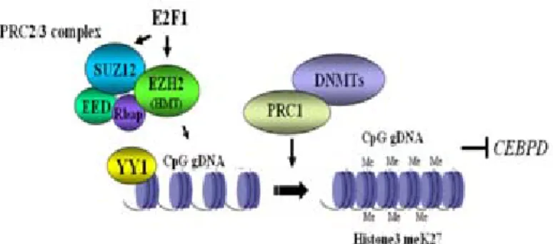 Fig. 2. Oncogene SUZ12/EZH2 participates in the gene  silencing of CCAAT/enhancer binding Protein δ (CEBPD)  gene
