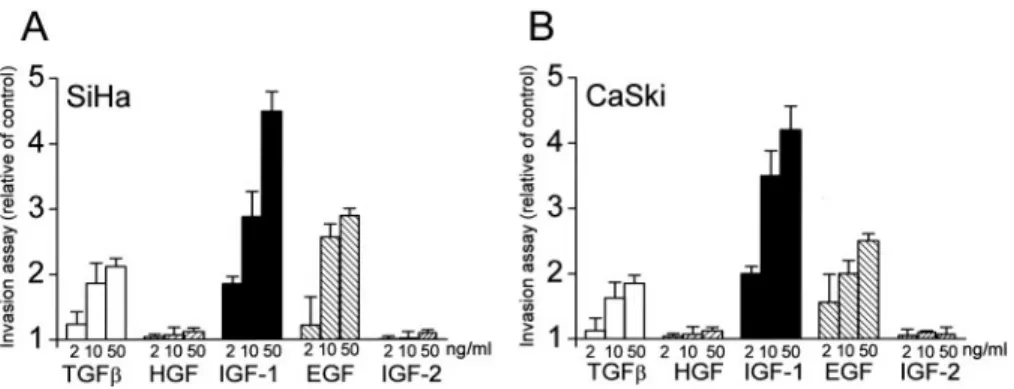 Fig. 1. IGF-1 is a potent stimulator of cervical cancer cell invasion. The invasion assays were performed in cervical cancer SiHa (A) and CaSki (B) cells that had been incubated with different concentrations of various growth factors for 24 h