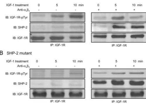 Fig. 8. (A and B) Effect of blocking a v b 3 integrin antibody in SiHa cells expressing a catalytically inactive form of SHP-2