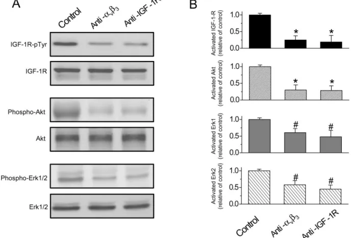 Fig. 11. IGF-1R downstream targets of Akt and Erk1/2 were remarkably decreased by antibody treatment