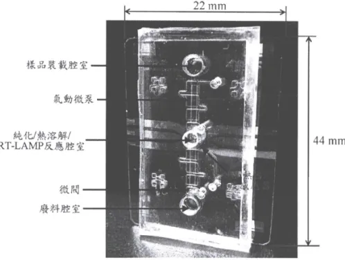 圖 5 為根據本發明之利用 LAMP 或 RT-LAMP 偵測出四種易感染蘭花之病原微生物結果 圖。(a)蘭花惠蘭嵌紋病毒；泳道 L：100 bp DNA 階梯標記；泳道 1：DEPC-H 2  O；泳道 2：