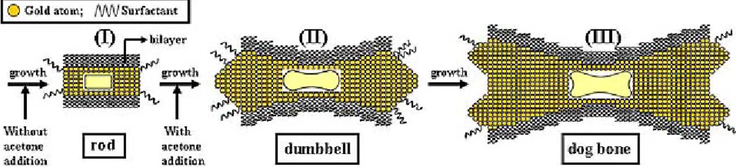 Figure 4. Schematic illustration of the formation process of the gold nanodumbbells by electrochemical  method with addition of acetone solvent.